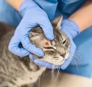 Existe mais de um tipo de câncer de pele em gatos