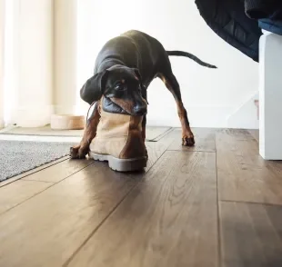 O comportamento canino de roubar objetos do tutor é muito comum