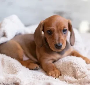 O preço de um Dachshund filhote pode variar de acordo com as características do pet