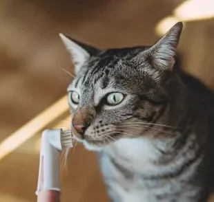 O dente de gato filhote também precisa ser escovado