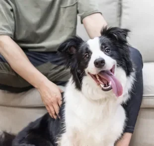 No Dia do Cachorro, conheça quais raças são as preferidas dos brasileiros