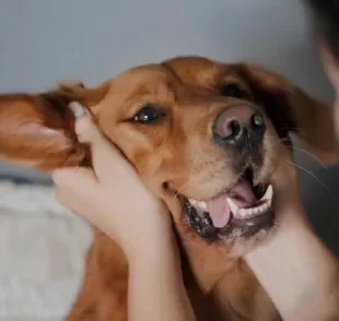 O Dia Mundial do Cachorro celebra a existência do melhor amigo do homem