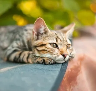 Algumas doenças de gato podem diminuir consideravelmente a expectativa de vida