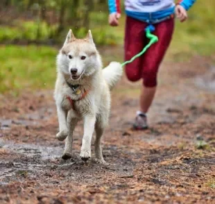 Essas raças de cachorro são ideais para você que quer companhia para uma rotina de esportes