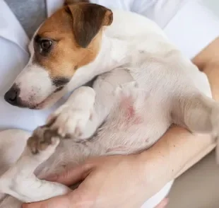 As feridas em cachorro precisam ser avaliadas por um profissional