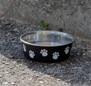 As fontes de água na rua podem ser um risco para o cachorro com sede e calor