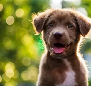 Confira 100 fotos de filhotes cachorros e se apaixone