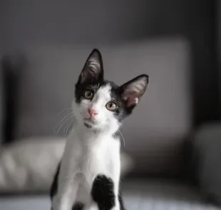 É possível perceber um gato feliz pelas atitudes dele