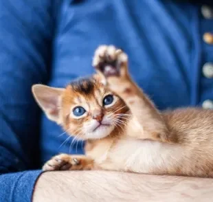 O gato filhote enfrenta uma série de mudanças nos primeiros seis meses de vida