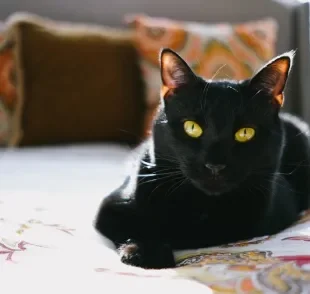 Sonhar com gato preto possui diferentes significados 