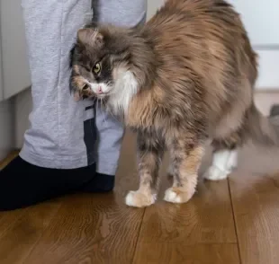 O gato se esfregando nos humanos nem sempre está demonstrando carinho