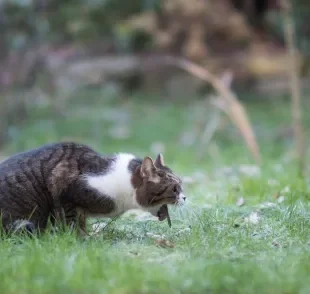 O gato vomitando sangue deixa qualquer um desesperado