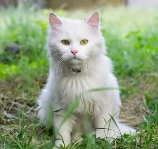 O gato fedorento pode estar com problemas de saúde