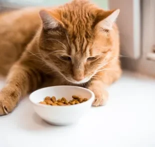 Quando o gato não quer comer e só quer ficar deitado, é bom entender o que está acontecendo