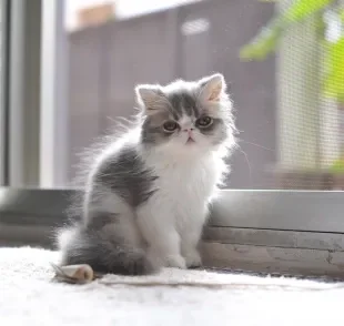 O preço do gato Persa filhote vai depender de uma série de fatores