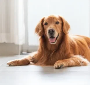 O Golden Retriever é um cachorro companheiro e com muitas outras qualidades