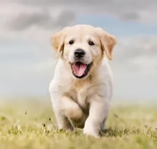 Para ter um Golden Retriever filhote, preço pode ser bem variado