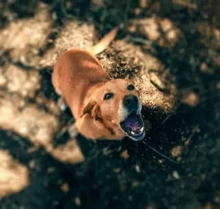 O latido de cachorro pode expressar diferentes sentimentos e necessidades do animal