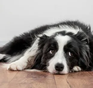 A leishmaniose canina é uma doença grave e que pode afetar bastante a imunidade do cachorro