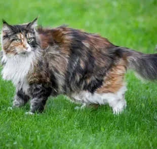 Confira 10 características surpreendentes do Maine Coon