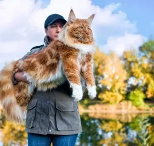 O maior gato do mundo pode te surpreender com o tamanho dele