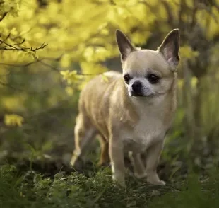 O menor cachorro do mundo é cheio de personalidade