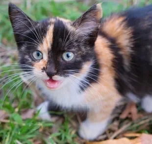 O miado de gato pode ter diferentes motivações, e cabe ao tutor saber interpretar isso