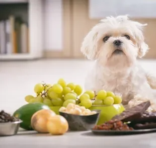 Saber o que cachorro não pode comer pode salvá-lo de intoxicações e outros problemas mais graves