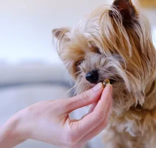 É importante se atentar à dosagem do ômega 3 para cachorro para não sofrer com os efeitos colaterais