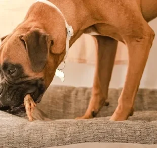 Veja se é seguro oferecer o pé de galinha para cachorro 