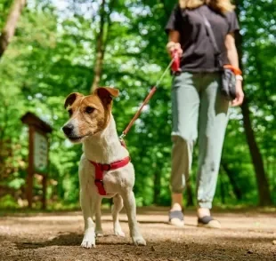 O ato de passear com cachorro é muito benéfico para a saúde e bem-estar dos cães