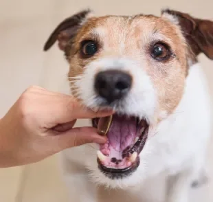 O probiótico para cachorro é cheio de benefícios para a saúde do pet