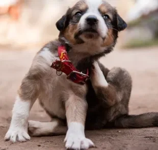 A pulga de cachorro provoca coceira e incômodo no pet