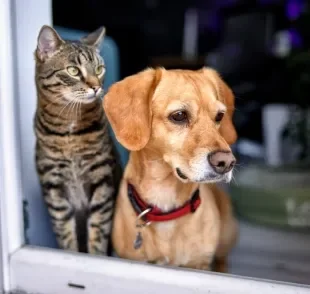 A saúde do cachorro e do gato podem ser impactadas pela fumaça das queimadas