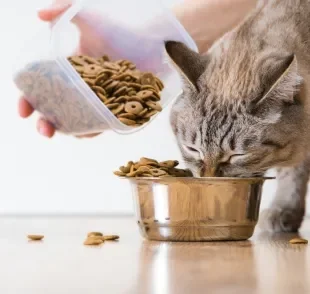 A ração de gato antiga deve ser gradualmente substituída pela nova