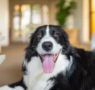 Algumas raças de cachorro não são indicadas para tutores inexperientes