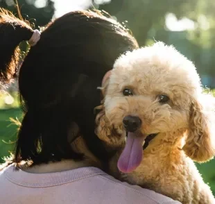 Confira quais são as raças de cachorro mais tranquilas para tutores atarefados 