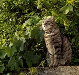 Confira quais são as raças de gato mais populares no Brasil