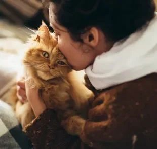 Conheça as melhores raças de gato para tutores sem tempo