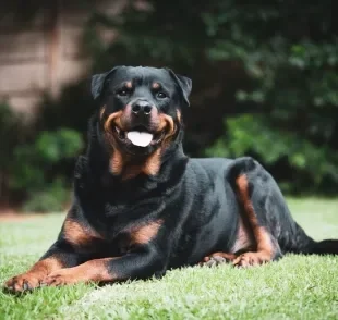 A sua raça de cachorro grande preferida pode estar na lista