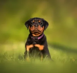 O preço de Rottweiler filhote pode variar por causa de vários fatores