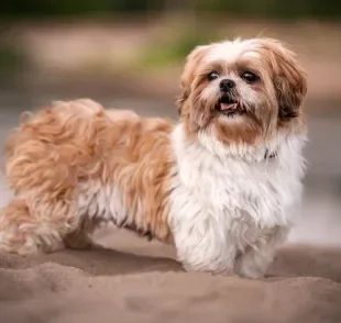 O Shih Tzu tosado vai muito além de estética, muitas vezes é uma questão de saúde