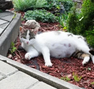 Há alguns sintomas de gravidez em gatos que passam despercebidos; outros não