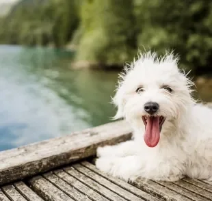 Confira quais são os significados de sonhar com cachorro branco