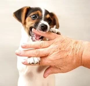 Veja os significados por trás de sonhar com cachorro mordendo