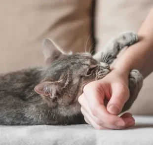 Veja qual o significado de sonhar com gato atacando