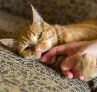 Sonhar com gato mordendo tem mais de um significado, como traição, pensamentos reprimidos e culpa