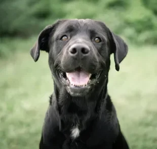 O significado de sonhar com cachorro pode ser bem variado