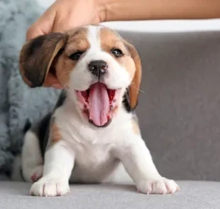 Os significados de sonhar com filhote de cachorro variam bastante