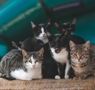 Sonhar com muitos gatos pode ser um alerta sobre as energias que te rodeiam